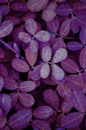 purple basil