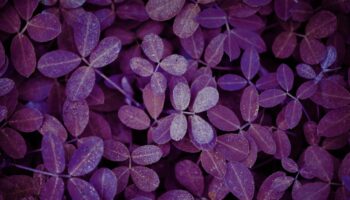 purple basil