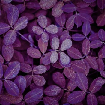 purple basil