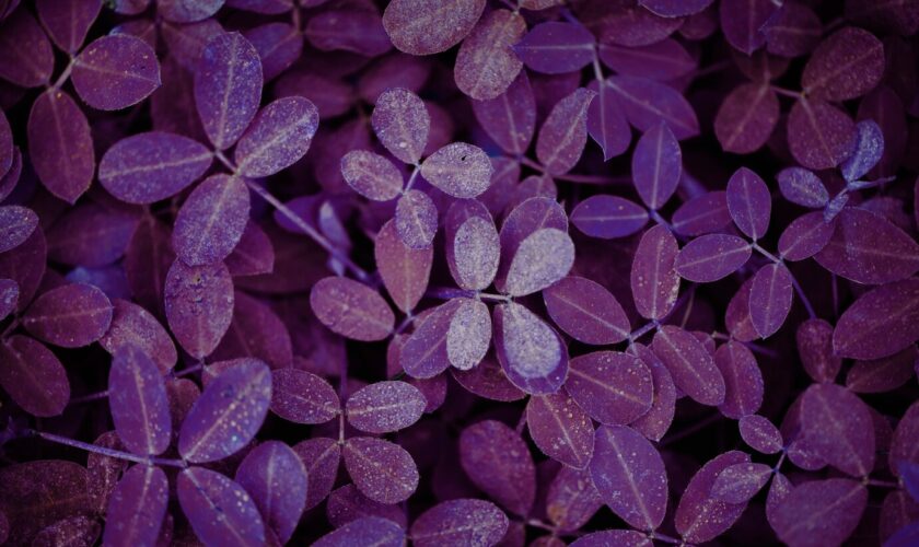 purple basil